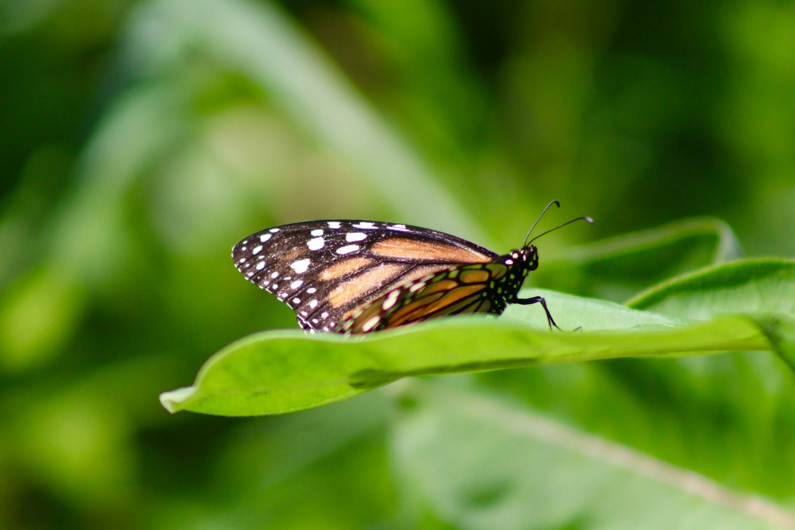 Importance of conservation biology mid-article image